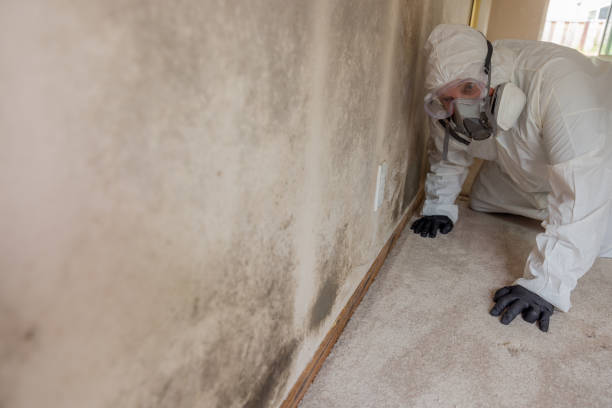 Best Mold Damage Restoration  in USA